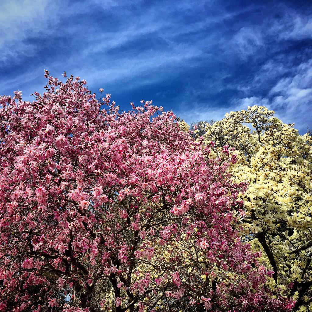 IneseStade's tweet image. This is how it really looks #bklynbotanic