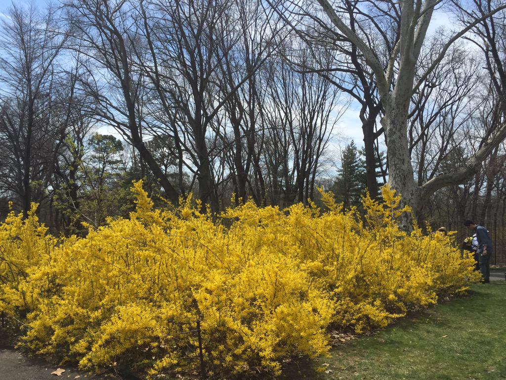 IneseStade's tweet image. This is how it really looks #bklynbotanic