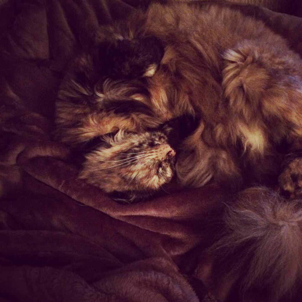 Chells88's tweet photo. Get new blankets.. Accept that they no longer belong to us. Our animals run this show 🙈 http://t.co/rQevAANhwt
