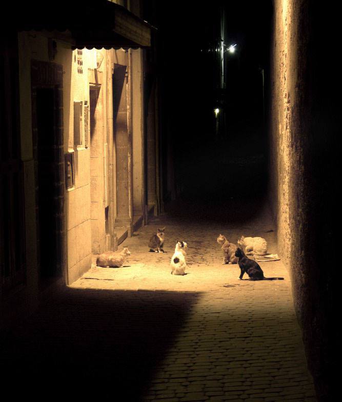 annadjib's tweet photo. La première règle du Cat Club: il est interdit de
parler du Cat Club. http://t.co/rRc8fl8H19