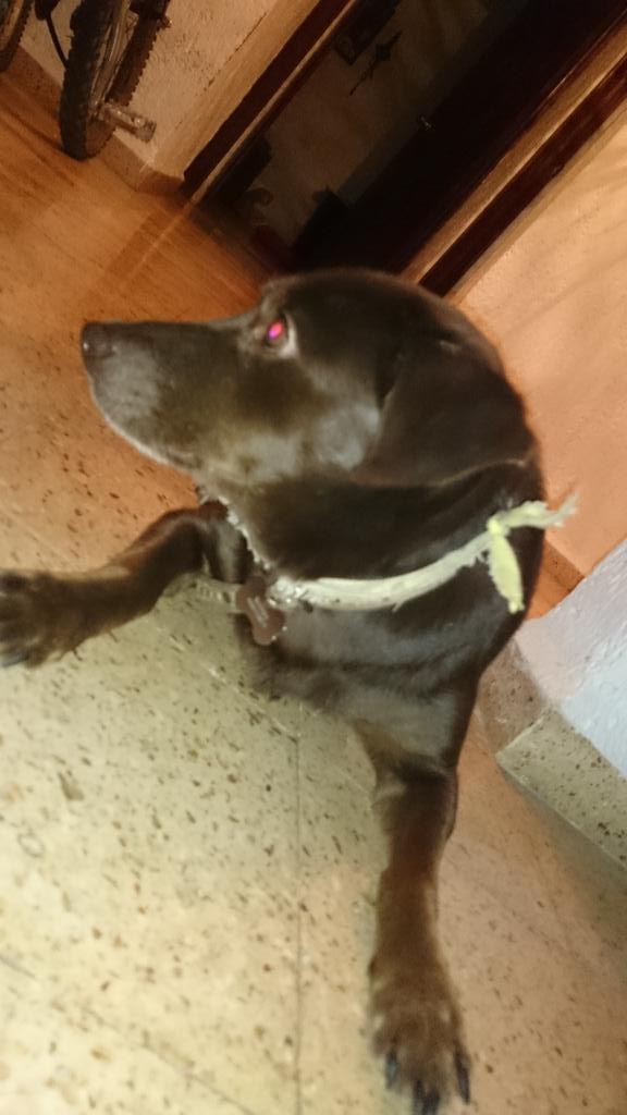 ivan estrella gomez tweet media