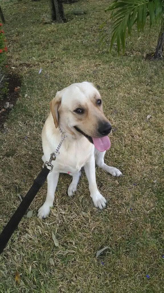 ivan estrella gomez tweet media