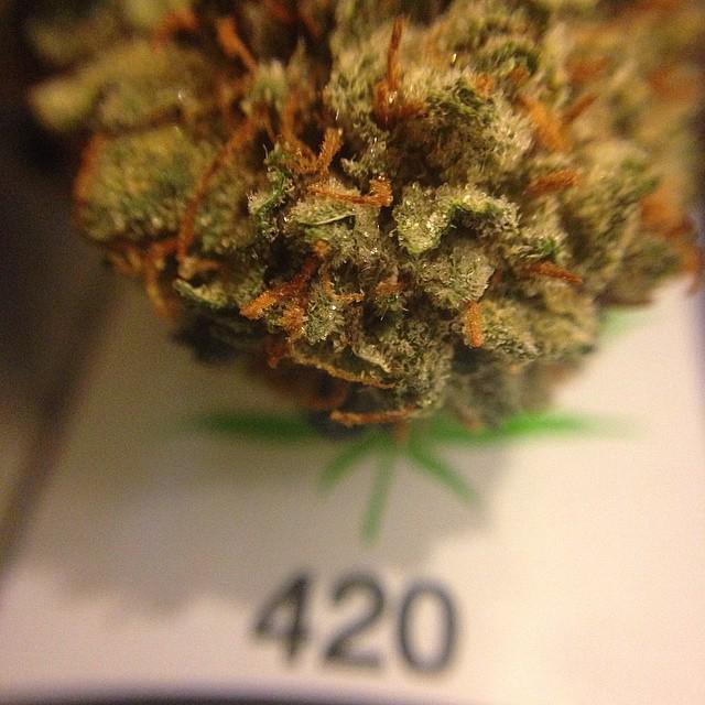 WEEDOFIG's tweet photo. It's about tht time ✌️💨💨
Woke up at noon but bout to fuck up 4/20 🔥🔥🔥 #fadedoptics
#KingsOfKushCo #Palm_Chron #RawL… http://t.co/E5fThIiyIL