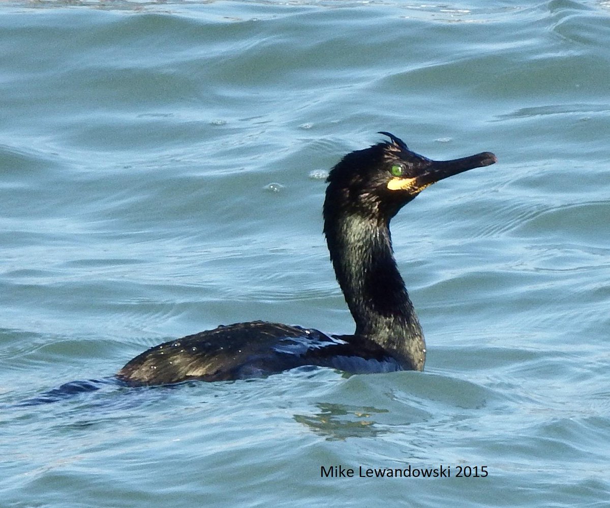 micklewandowski's tweet photo. Phalacrocoracidae. from Yesturday. http://t.co/dx594zioC2