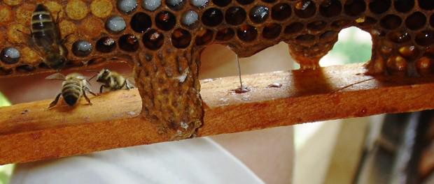 Propolis_Honig's tweet photo. #Weiselzelle #Bienenschwarm #Bienenvölker #Bienenkönigin @Propolis_Honig http://t.co/kD3I4unRmH http://t.co/GLLGm7bHm3