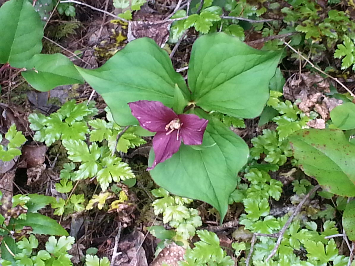 SafeHouse Northwest on Twitter "Look for this beauty April 2526