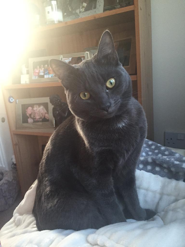 JessieJ_Global's tweet image. @O2 This is Gizmo 🐾 and he's an #O2HappyCat