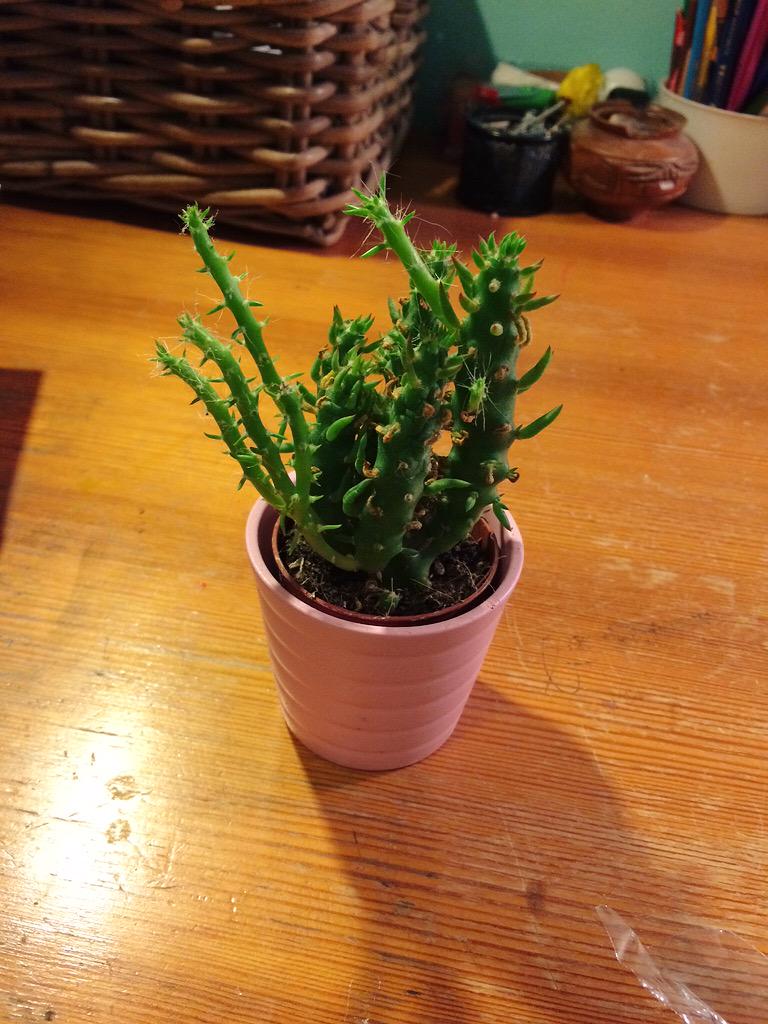 terizimovjan's tweet photo. První kytka co u mě v pokoji neumírá.. Ale přijde mi že nějak moc roste..po 4 měsících taková invaze wtf?? #cactusguy http://t.co/JQ5S0xDbkQ