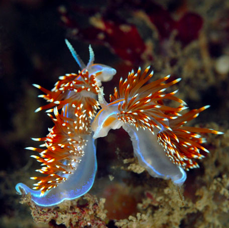 havmoreoilthanu's tweet photo. Spring is in the air, time to reproduce. #Haram #nudibranchlife #sexylady #orsexyman #whichever http://t.co/gSXe8IReKM