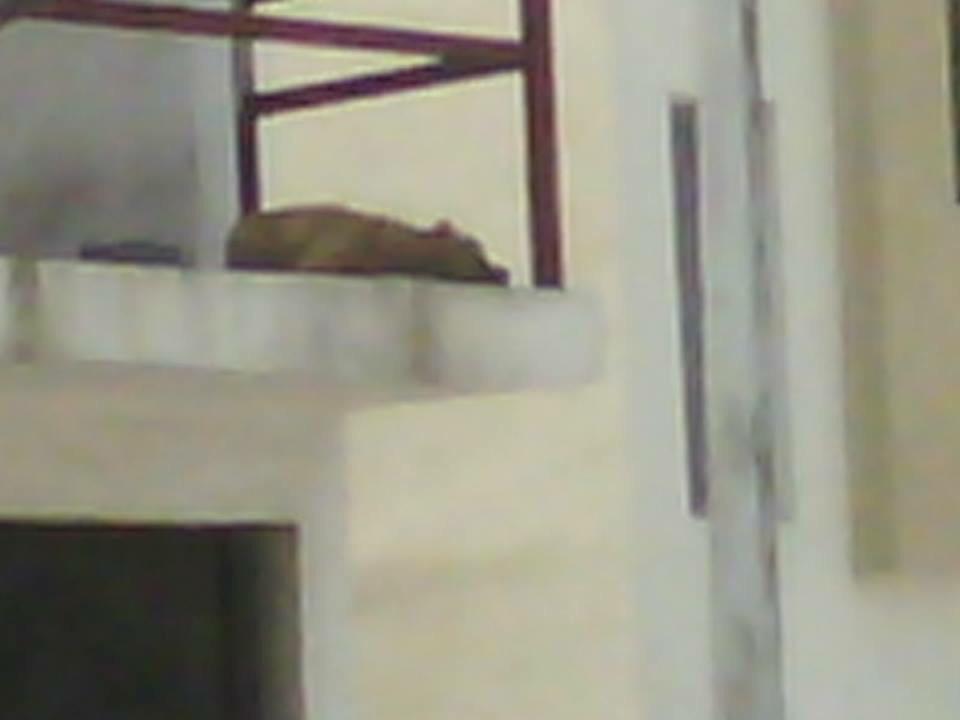 blutgirl's tweet photo. Perrito abandonado y desnutrido en #SantaCatarina Hacienda San Idelfonso #216 Col. Hacienda el Palmar @Cicmty http://t.co/injS1LfBPP
