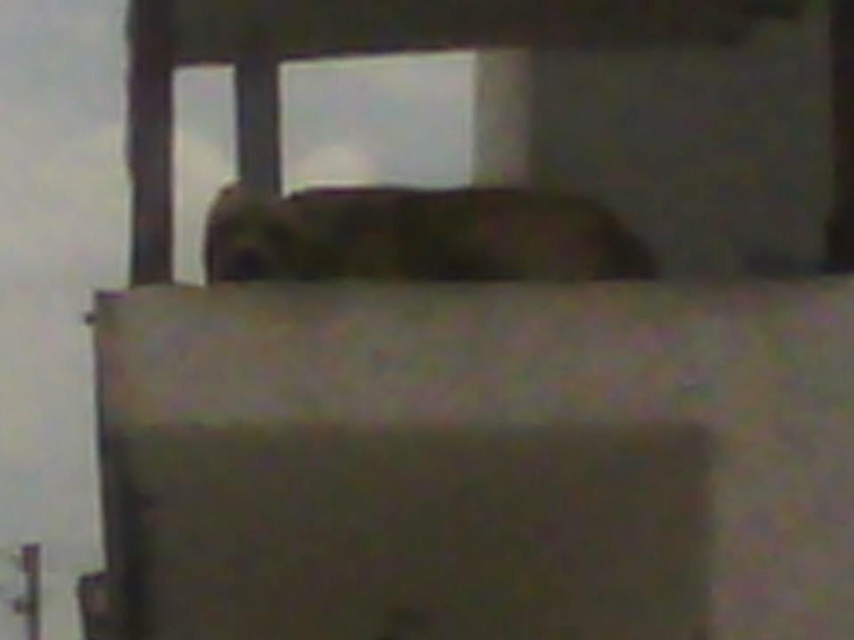 blutgirl's tweet photo. Perrito abandonado y desnutrido en #SantaCatarina Hacienda San Idelfonso #216 Col. Hacienda el Palmar @Cicmty http://t.co/injS1LfBPP