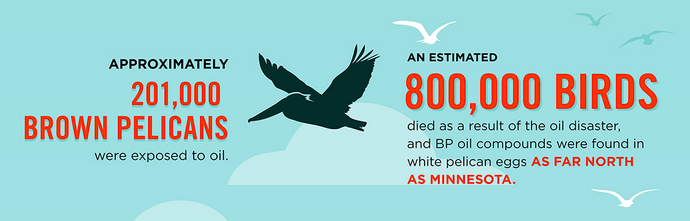 audubonsociety's tweet photo. INFOGRAPHIC: Nearly #5yearslater, the Gulf is still hurting http://t.co/36nV9TUPK3 #makeBPpay #DeepwaterHorizon http://t.co/8HPiOQm7VO