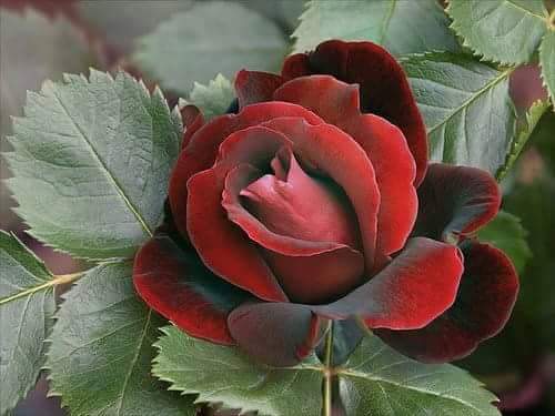 Ss3388Mustafa's tweet photo. @sgran42   ياشيعة علي ممكن ابلاغ عن هذا الكافر http://t.co/4trin7aN3P