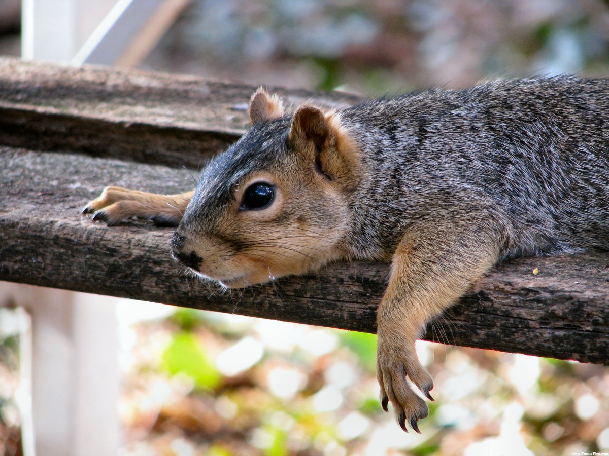 Squirrel Pics (@squirrel_pix) on Twitter photo 