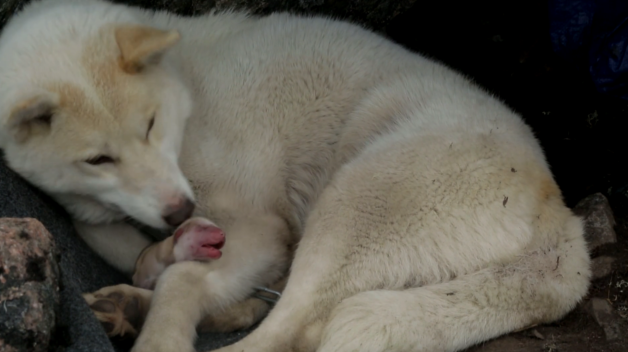 AnimalPlanet tweet picture