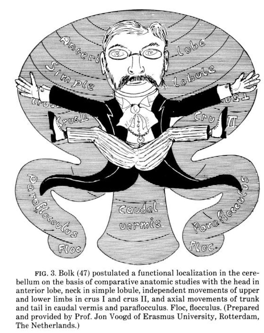 zarinahagnew's tweet photo. the cerebellar homunculus is a somewhat more stylish fellow compared to the cortical homunculus.. #isthisscience #fb http://t.co/3eH5RXGzop