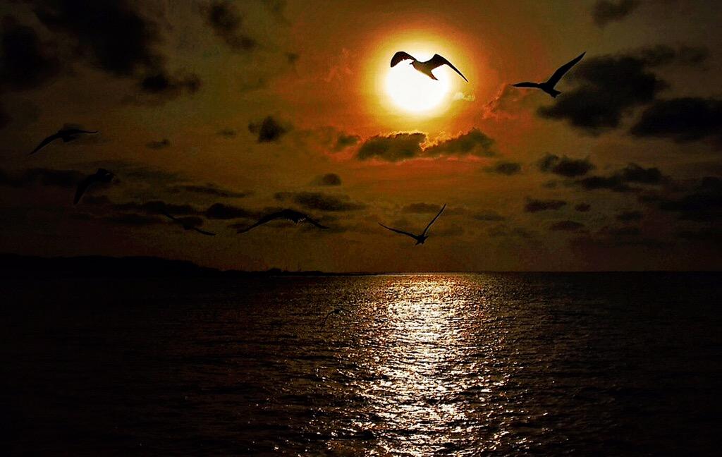 NixNur's tweet image. Los pájaros de mi cabeza hoy vuelan alto...#Almería #mar @almeria_turismo @almerialovers @WeekyAlmeria @ILoveAlmeria