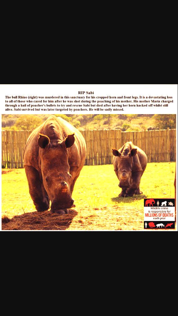 rickygervais's tweet image. I'm fucking heartbroken.