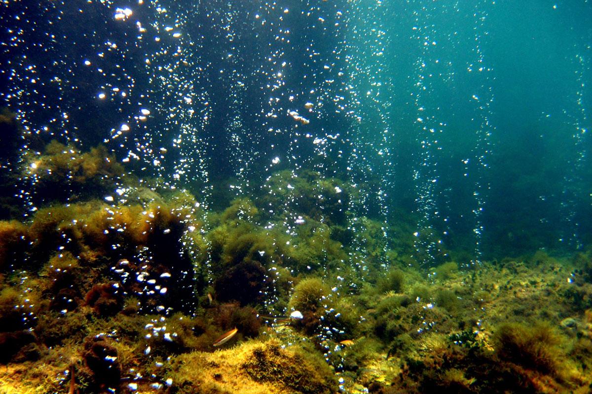 newscientist's tweet photo. As ocean acidification begins to bite, some marine species might adapt by shrinking http://t.co/b1KIngEnrO http://t.co/xsAYsv8rew