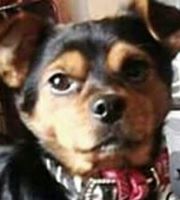 WCockapoo's tweet image. #findbooboo missing from Letchworth garden city