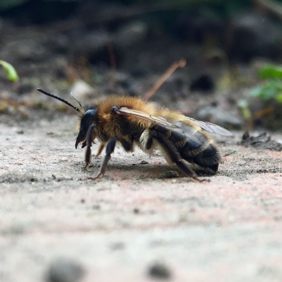 A mining bee rests on my brick path. uknatureblog.com/2015/04/a-beau…