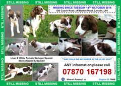 WCockapoo's tweet image. #findpaisley