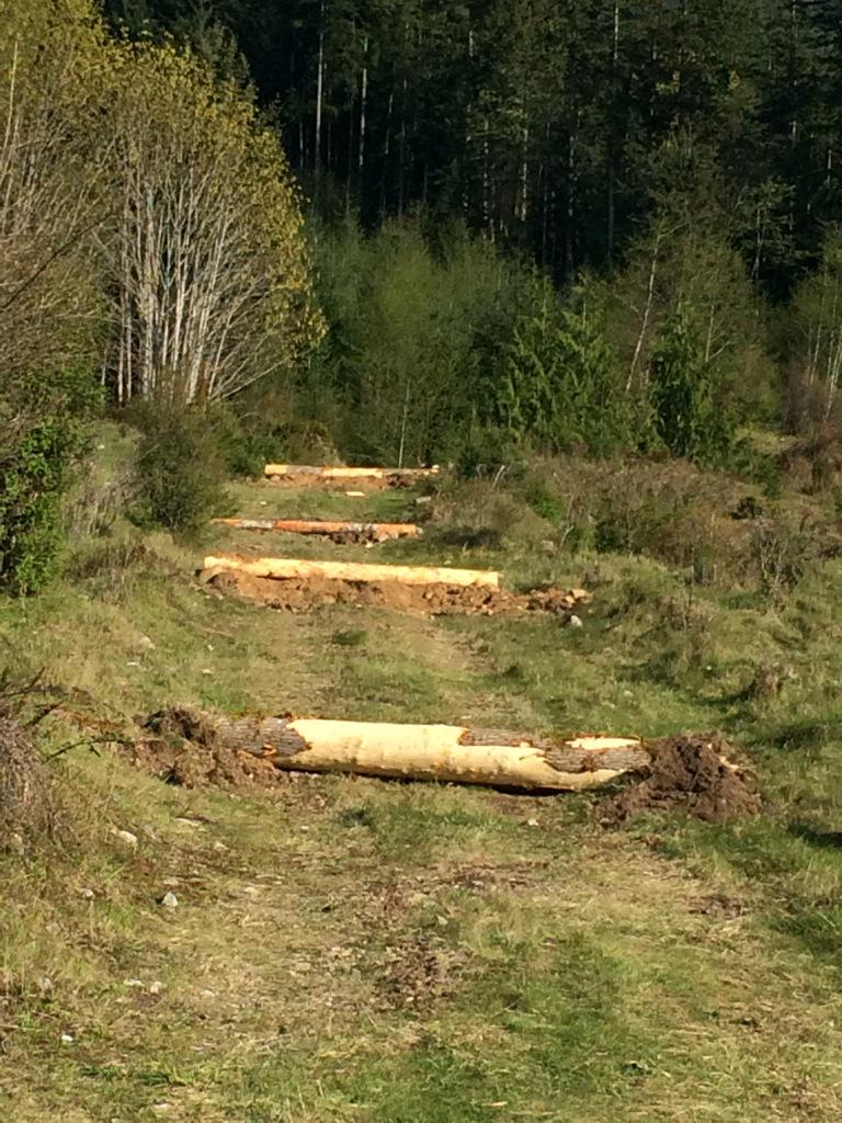 mountain_grind's tweet photo. Log hurdles #mountaingrind #OCR #sunshinecoastbc http://t.co/BiXpEvCLIA