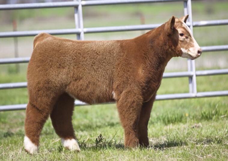 mattlautner's tweet photo. From Ryan McIntosh | Ohio | Outstanding Dakota Gold Calf Sells Sunday On CW Cattle Sales | #BreedLautner http://t.co/J6eOwdUs7N