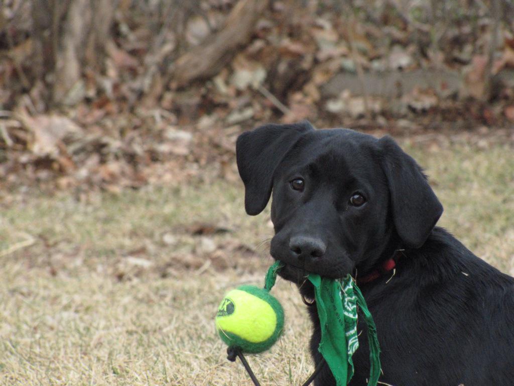 Rocket the Dog tweet media