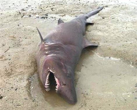 CaptainJohnRoma's tweet photo. My absolute favourite kind of shark. A dead one #nastynastyfish #sailormurderer #hatesharks http://t.co/qnM683nQyG