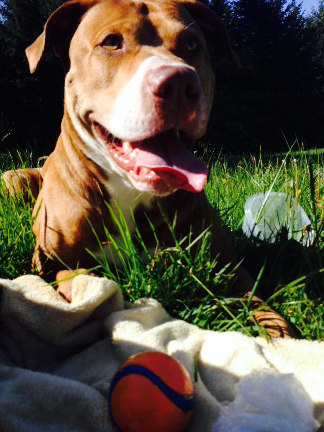 LokiLicksALot's tweet image. #fetchday