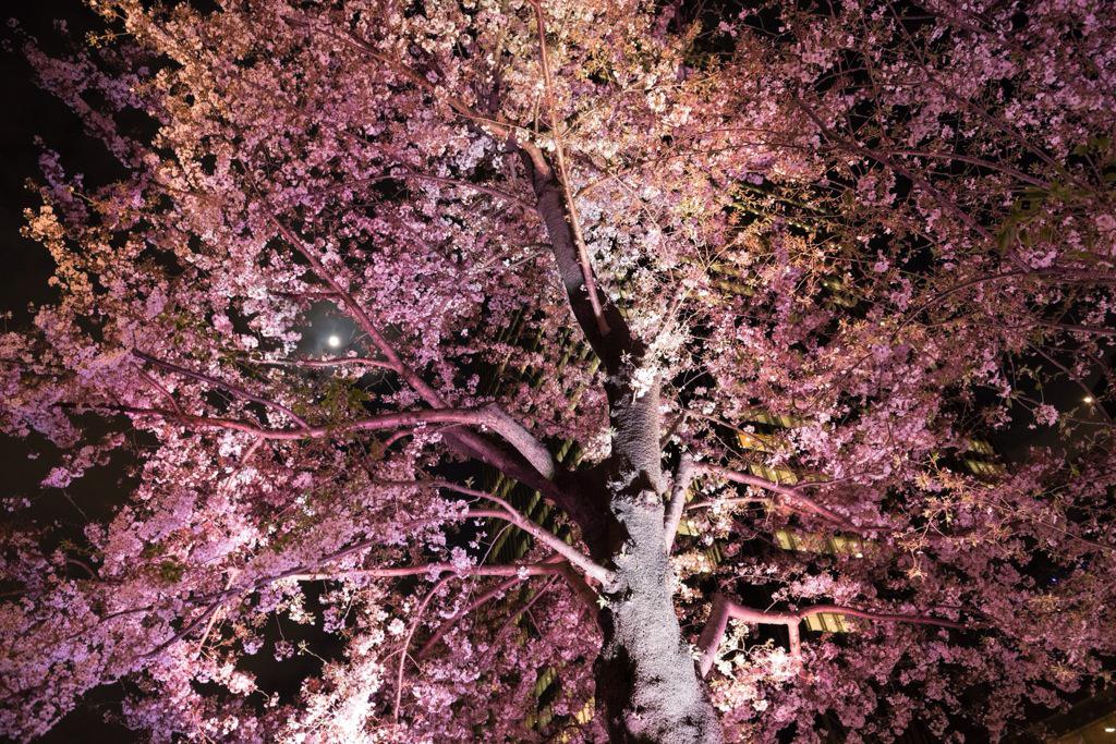 Kingfisher Lee 今年の桜 東京ミッドタウン 続いてまた六本木の夜桜 です アークヒルズはさほど人がいなかったけど 流石にここは混雑していました この日はおぼろ月と桜が一緒に見られた貴重な一日でした Nikon 春 東京 Http T Co Fzp54yp002