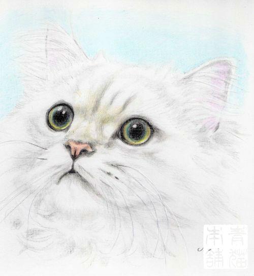 青猫 ペット絵 チンチラ たぶん白のチンチラ ラフ画っぽいので3時間くらいで描いたけどモノトーン系 特に白い猫 ってわりと難しいのよ リアルを追求するとスケキヨみたいになるしねｗ 猫 Cat 色鉛筆画 アナログイラスト Http T Co Eu8qnkcayy