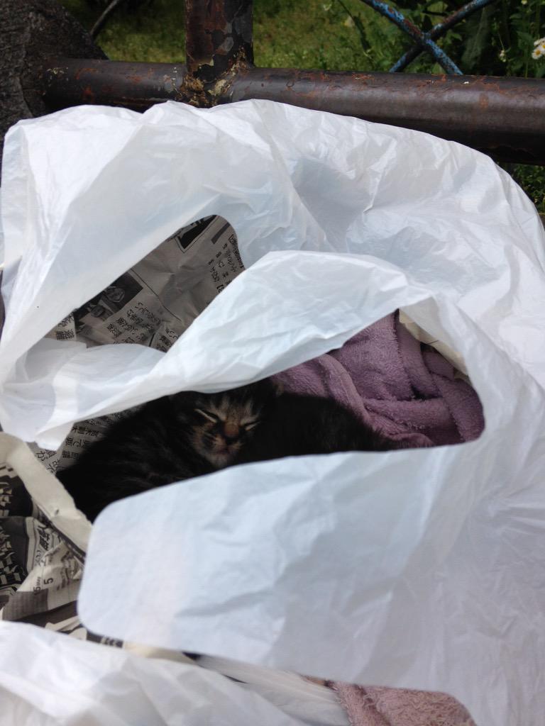 赤羽公園のベンチに、子猫が二匹、ビニール袋に入っています。
清掃員の方に、子猫がいるよと、言われましたが、どうして良いか分かりません。そばに、母猫の姿は見えません。