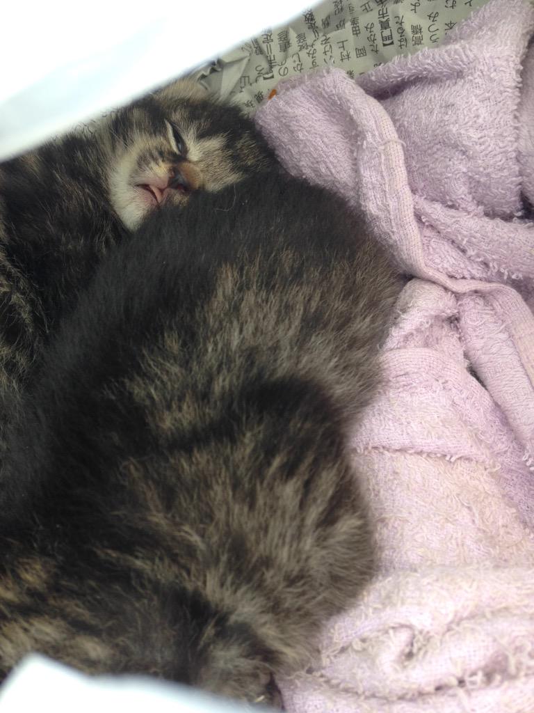 お母さん猫、子猫のお父さんお母さんになれる方、迎えに来て下さい´д` ;