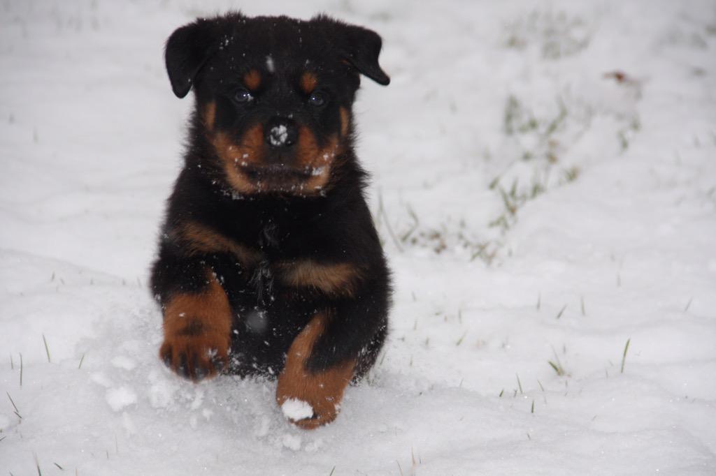 hankdoesftw's tweet photo. @mydogiscutest I love this pic of Hanky! @hankdoesftw #hankdoesftw #rottweiler #puppy #snow #mydogiscutest http://t.co/smLFQDAylz