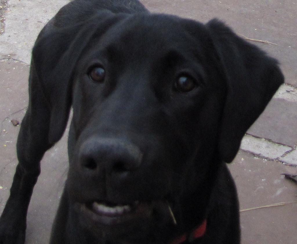 Rocket the Dog tweet media