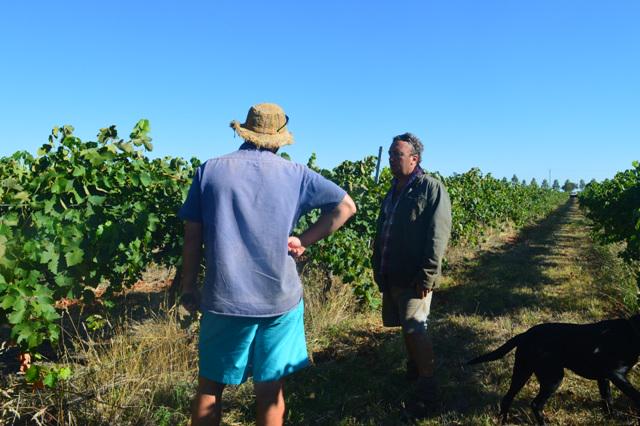 WineOfWindowrie's tweet photo. Blog http://t.co/LwEuvgYZOh via @WineOfWindowrie
#V15 wrap, all the news from #Windowrie and the #100daysofharvest http://t.co/3GNPLZ1Puq