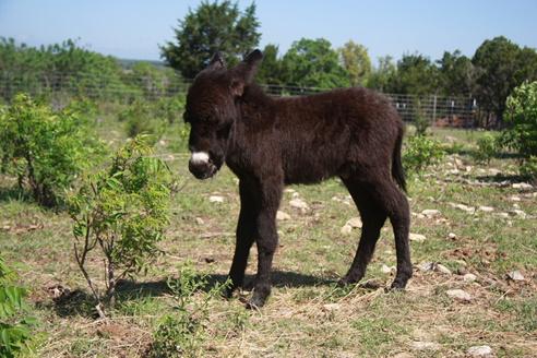 DrTriciaCardner's tweet photo. My friends new addition: Whiskey Chewbaca - cutest lil donk ever #realdonkey http://t.co/NHu2yNVP3a