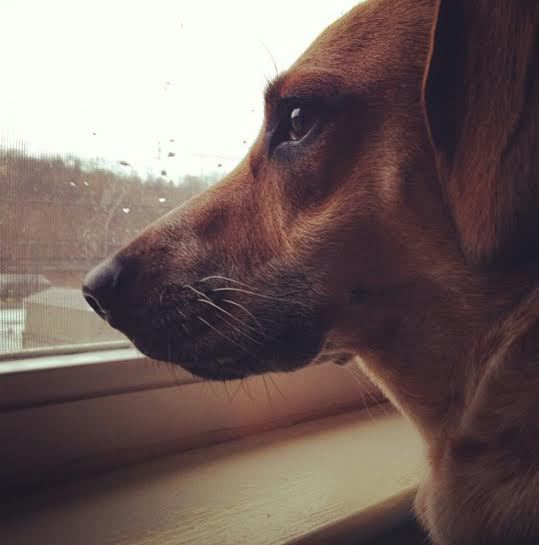 PghHealthHub's tweet photo. Support dogs aren't just for physical disabilities, they can also help with mental health: http://t.co/TIh0uU2ztW http://t.co/fRbA7TGa9h