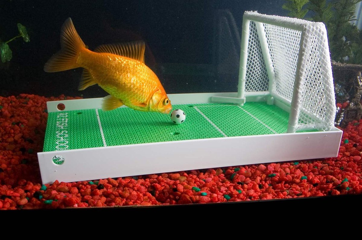 FinestFishTanks tweet picture