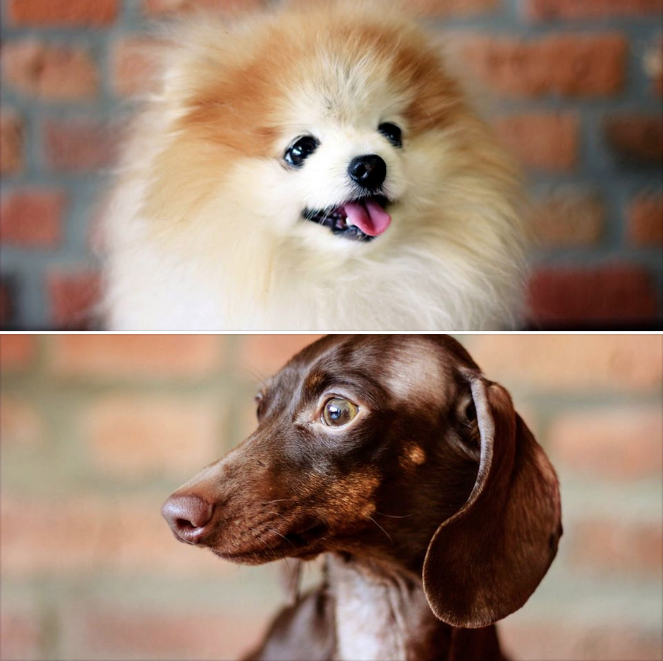 ClickitDigital's tweet photo. We had a fun photo shoot yesterday for our new website. Here's a couple little teasers...literally. #puppies http://t.co/BK0FWpKuEv