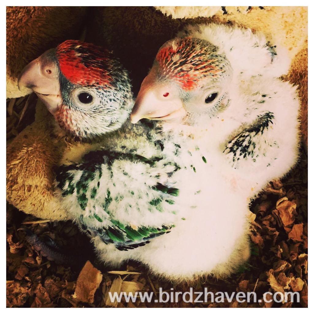 Birdzhaven's tweet photo. The baby Cape Parrots are getting cuter every day.😘 #parrots #cape #SouthAfrica #birdzhaven #babies #baby #loros http://t.co/E82x7mbUVk