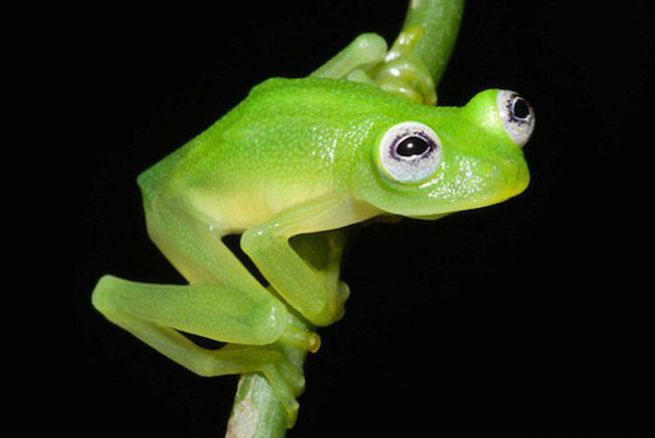 platanon's tweet image. Nueva especie (#Hyalinobatrachiumdianae) de rana #kermitthefrog  #glassfrog parecida rana rene
areuz.com/?p=124