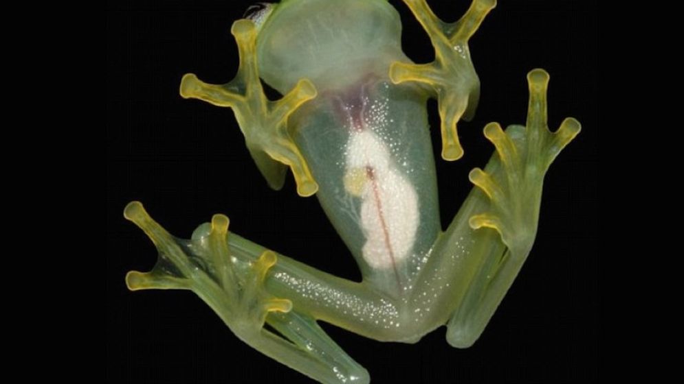 platanon's tweet image. Nueva especie (#Hyalinobatrachiumdianae) de rana #kermitthefrog  #glassfrog parecida rana rene
areuz.com/?p=124