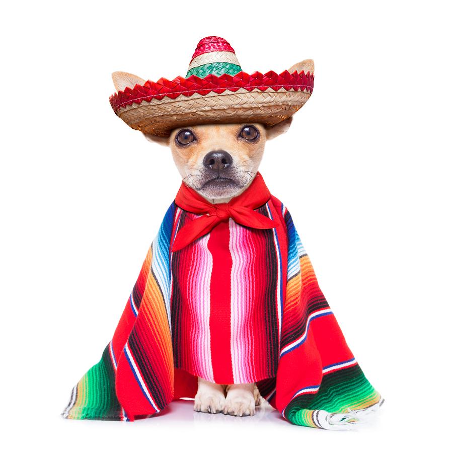 dianecherryesq's tweet image. Getting ready to party.
#CincoDeMayo