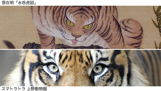 東京ズーネット 公式 ネコ類の目といえば 府中市美術館の企画展 動物絵画の 250年 がとてもすばらしかったんですけど たくさん描かれていたトラの絵に何だかカワイイ印象を受けたので ここで本物のトラの目 と比べてみましょう 上は原在明 水呑虎図 東京ズーネット 公式 ネコ類の目といえば 府中市美術館の企画展 動物絵画の 250年 がとてもすばらしかったんですけど たくさん描かれていたトラの絵に何だかカワイイ印象を受けたので ここで本物のトラの目 と比べてみましょう 上は原在明 水呑虎図