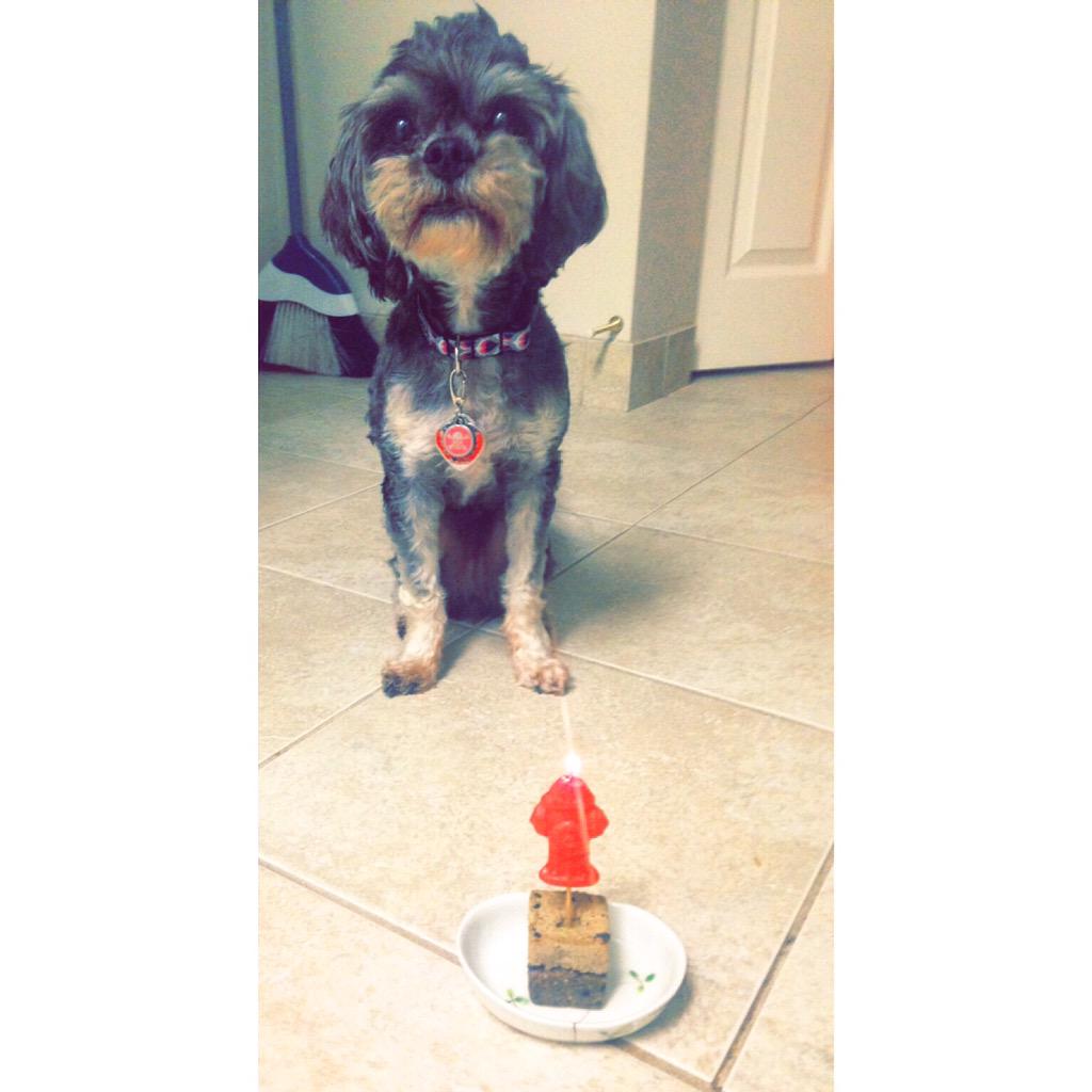 BDLDVan's tweet photo. Willow loved her Sardine @pawshchops for her special #birthday treat! http://t.co/oTfmOgUC2f