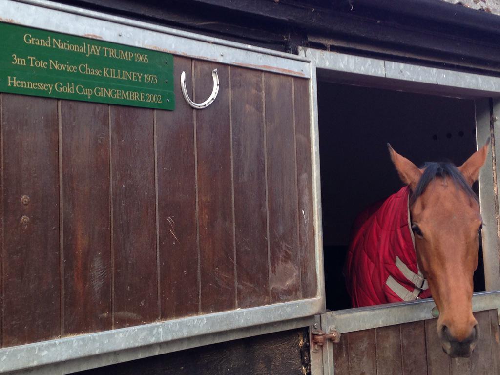orianaj's tweet photo. La Bague Au Roi  looking pleased with herself this morning. #bumperwinner http://t.co/L7FTbmQ3ws