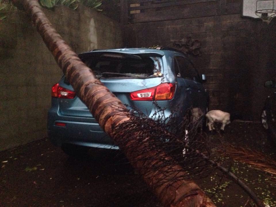 katiewebb's tweet image. Brother-in-law found his car smashed and a goat in his carport this morning. Anyone missing a goat? #SydneyStorm